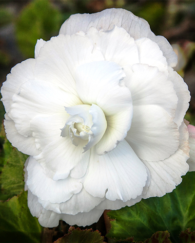 BEGÓNIA GRANDIFLORA WHITE 25 ks